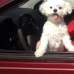 Molli Dog Driving Car