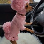 dog in pink sweater driving