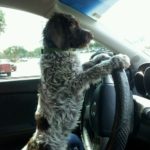 gray dog and steering wheel