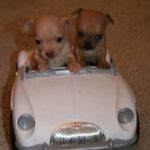 puppies driving small car 1