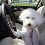 puppy wants to drive car
